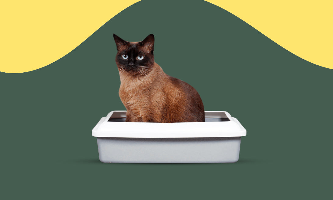 Areneros y limpieza: secretos para un ambiente limpio y sin olores