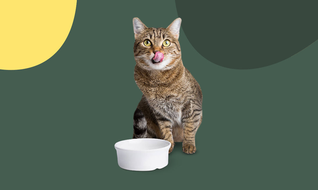 ¿Qué debe comer mi gato?